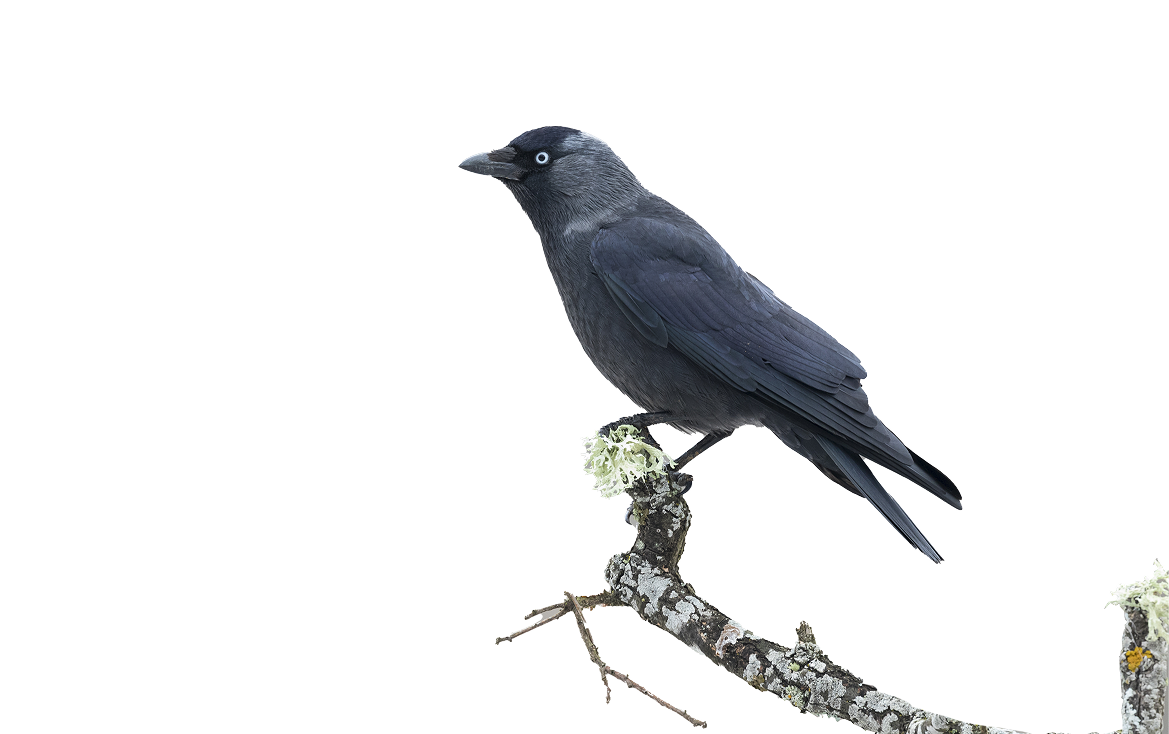 Yến Đảo Cần Giờ