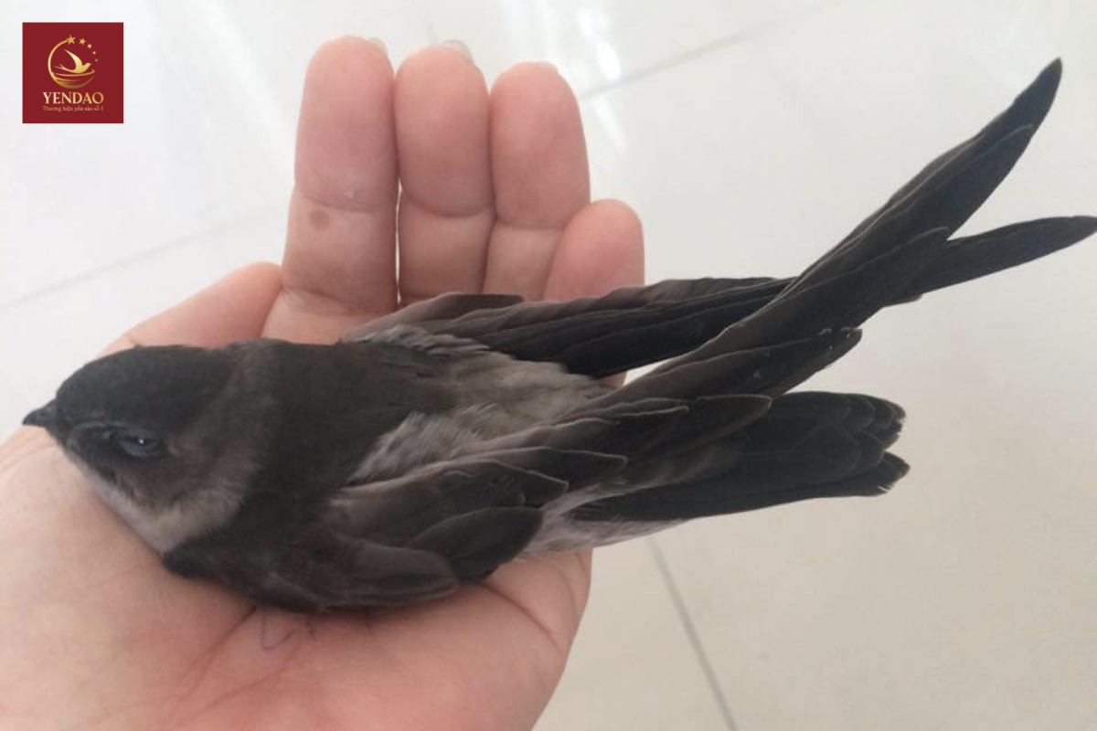 Chim yến là gì  Nguồn gốc của chim yến   YẾN SÀO ĐẢO VIỆT